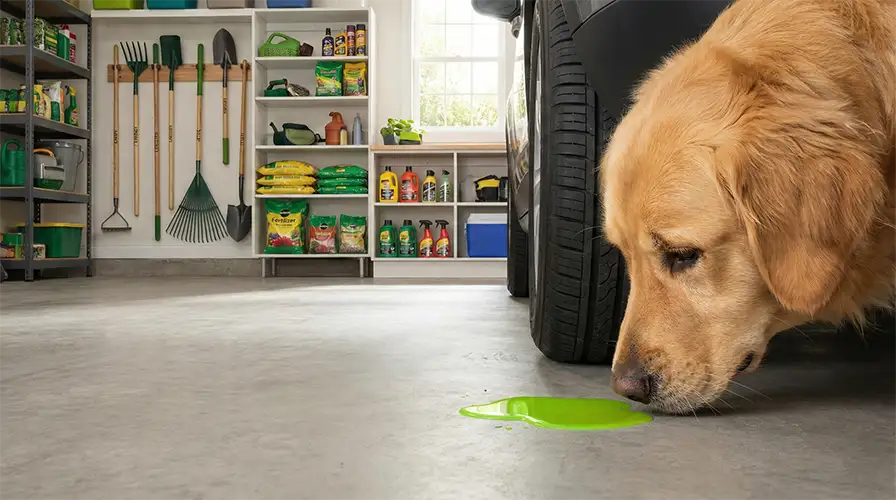 A dog sniffing a dangerous puddle of spilled antifreeze on a garage floor, highlighting one of the most lethal hidden pet toxins in Western homes.